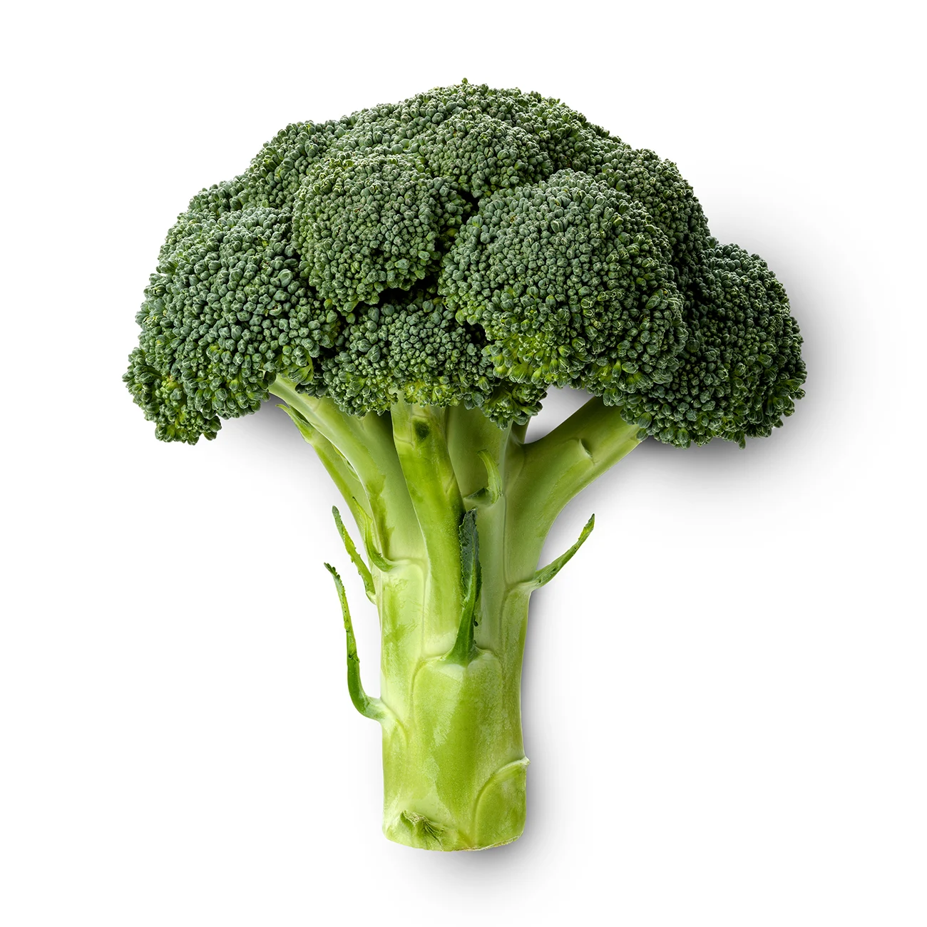 roccoli Online in Bangalore