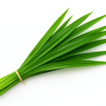 Pandan Leaves Online in Bangalore