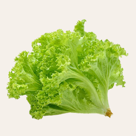Lettuce Frise Online in Bangalore Lettuce-Frise-Online-in-Bangalore