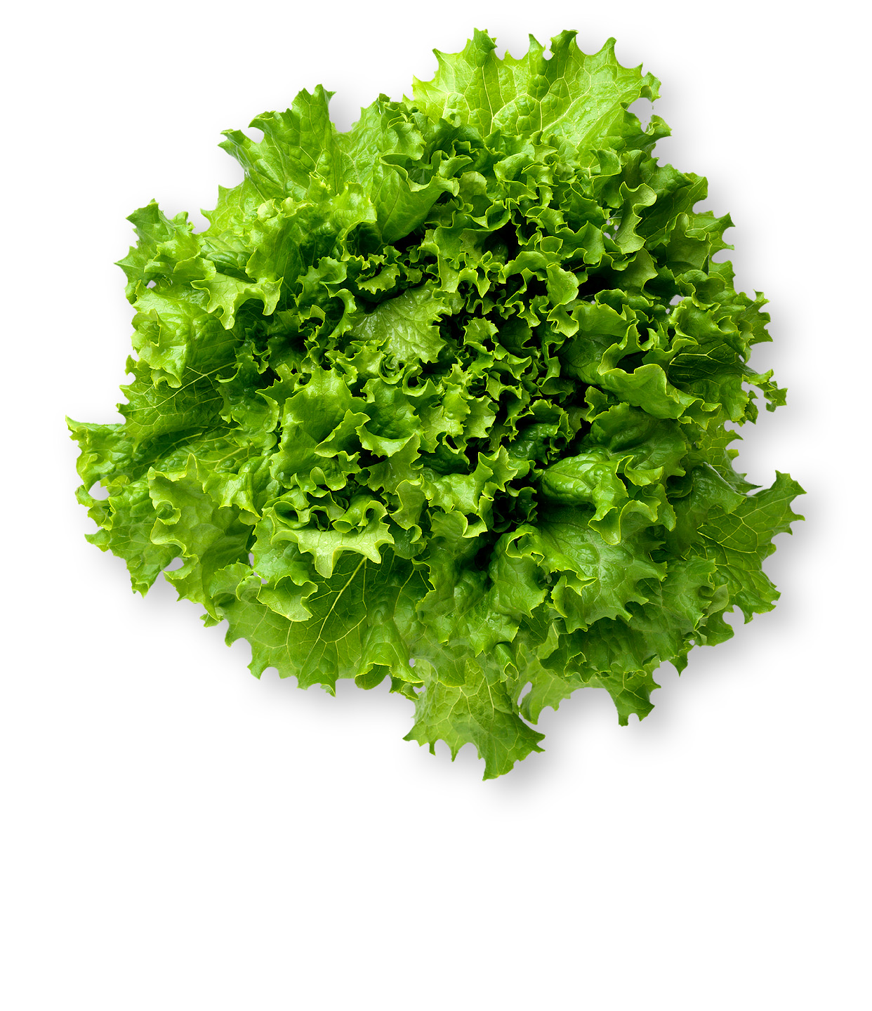 Lettuce Leaves online in Bangalore