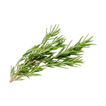 Rosemary online in Bangalore