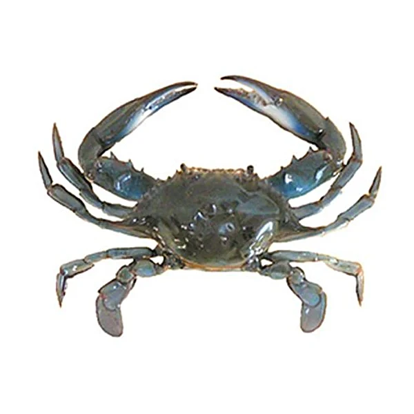 Crab Blue Small Online in Bangalore Crab Blue Small Online in Bangalore
