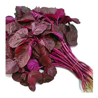 Amaranthus Red Leaves Online Bangalore